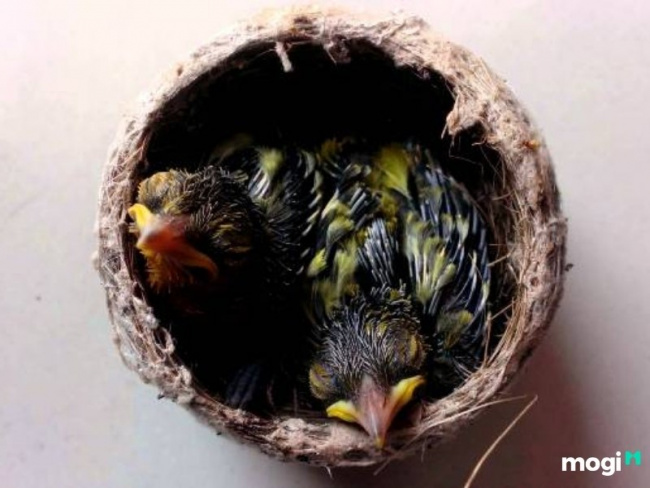 chim sâu bay vào nhà là điềm tốt hay xấu? có nên giữ trong nhà?