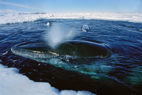 14 sự thật thú vị nhất về loài cá voi xanh