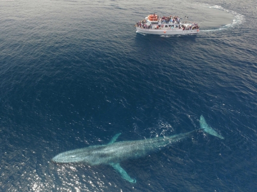 14 sự thật thú vị nhất về loài cá voi xanh