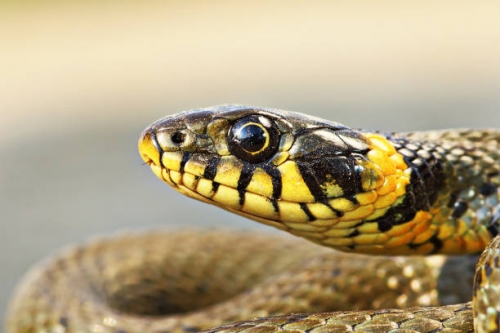 10 Loài rắn có đôi mắt to nhất thế giới