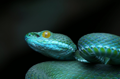 10 loài rắn có đôi mắt to nhất thế giới