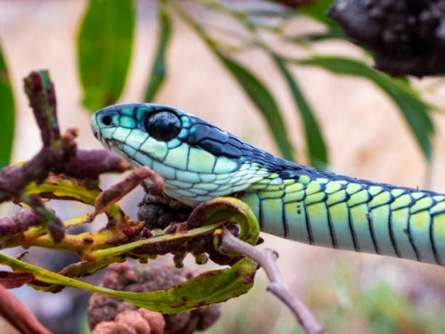 10 loài rắn có đôi mắt to nhất thế giới
