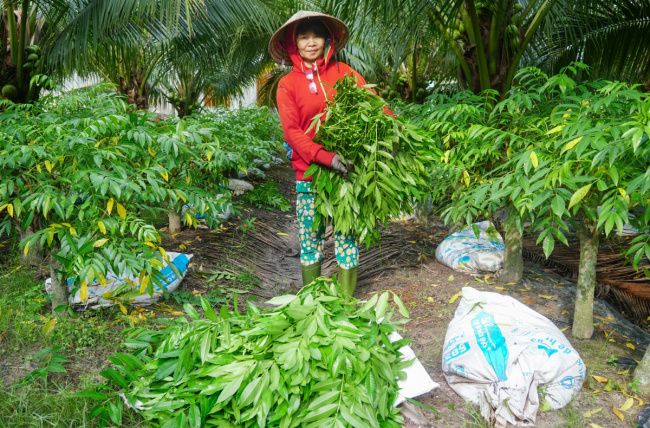 jungle vegetable, rice cake, tay ninh, trang bang, growing forest vegetables earns nearly 900$ per month in tay ninh