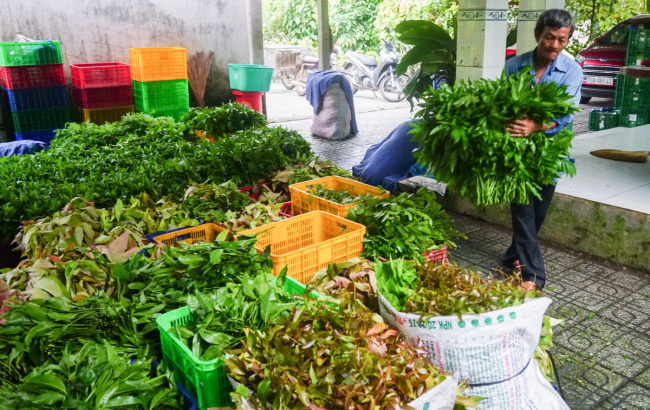 jungle vegetable, rice cake, tay ninh, trang bang, growing forest vegetables earns nearly 900$ per month in tay ninh