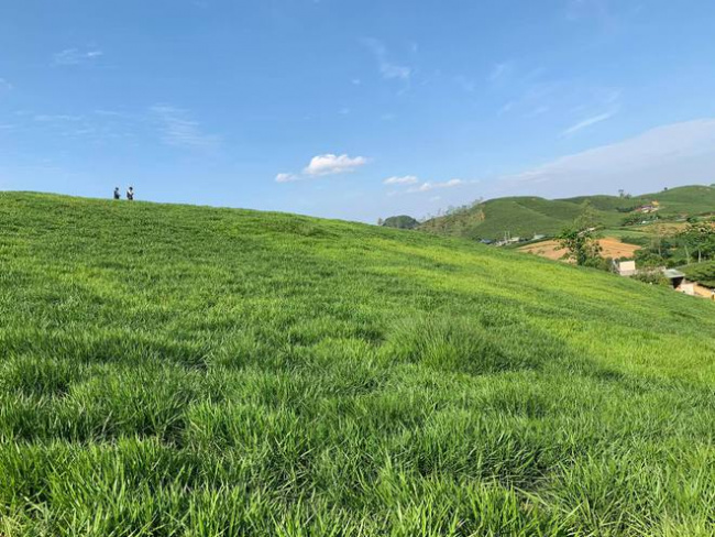 holiday, long vacation, moc chau farm, windows operating system, enjoying a long vacation, young people invite each other to “hunt photos” in the green meadow in the heart of moc chau