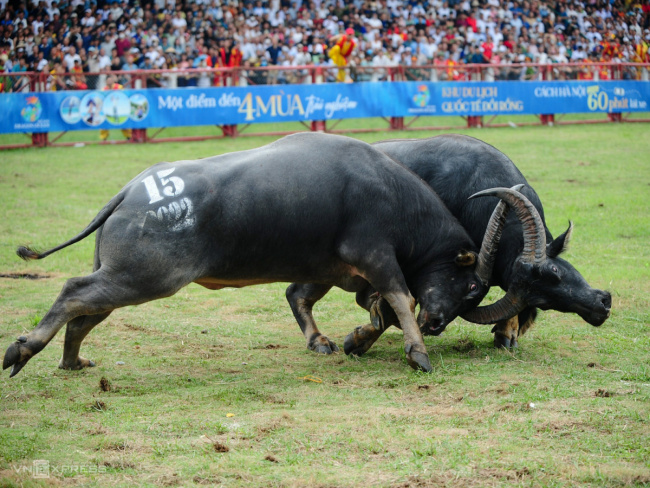 buffalo fighting, do son, hai phong, traditional festival, thousands of people watched the do son buffalo fighting festival