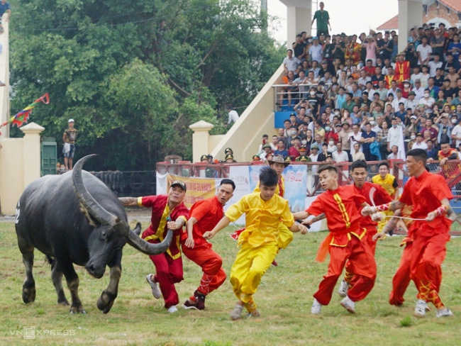 buffalo fighting, do son, hai phong, traditional festival, thousands of people watched the do son buffalo fighting festival