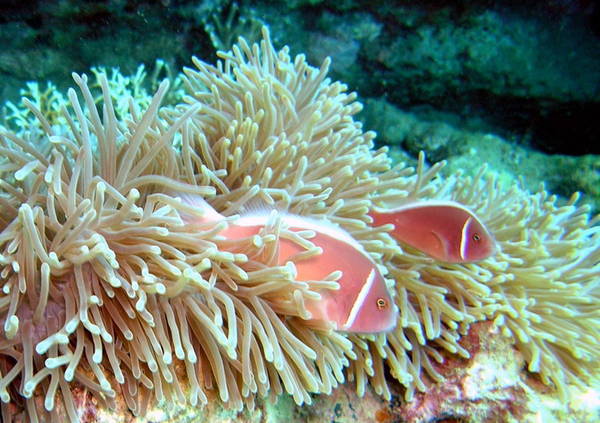 trải nghiệm lặn ngắm san hô ở biển sơn trà, đà nẵng
