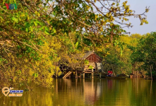hue tourism, mangroves, southeast asia, in hue, there is a very rare and precious forest left in southeast asia