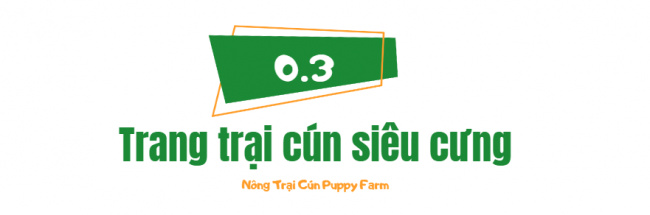 nông trại cún đà lạt, [puppy farm] nông trại cún đà lạt– nơi có đồi hoa cực mãn nhãn, [puppy farm] nông trại cún đà lạt– nơi có đồi hoa cực mãn nhãn