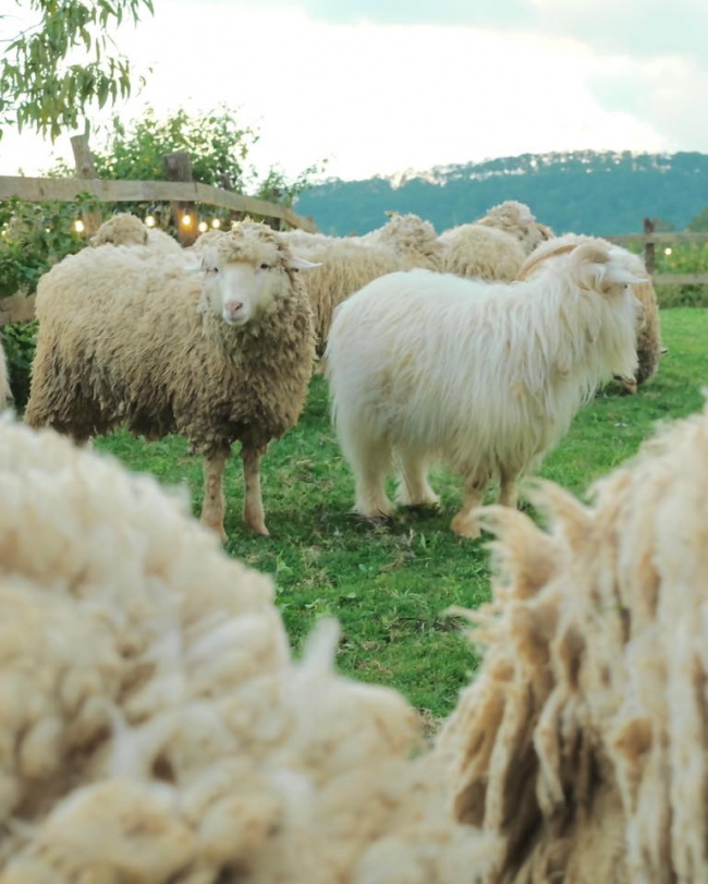 khám phá chika farm đà lạt –  nông trại cừu cực hot ở thành phố hoa