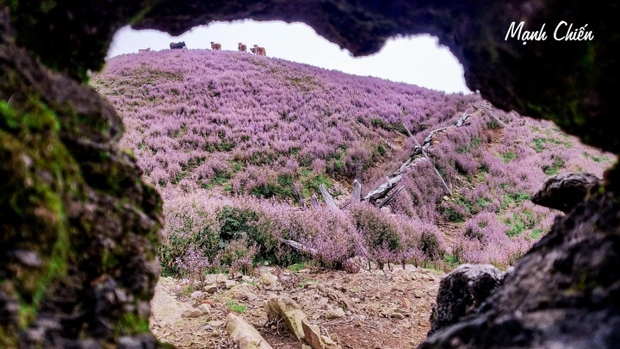 fairy garden, flower field, harsh climate, northern mountainous region, sea level, tourists, the field of purple flowers is as sweet as the fairyland on the “roof of yen bai”