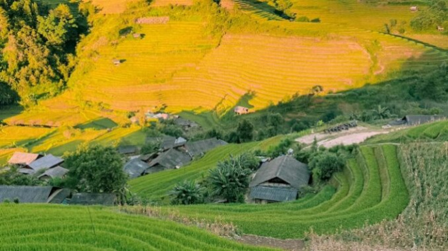 golden season, mu cang chai tourism, yen bai tourism, see mu cang chai rice fields on a deserted day