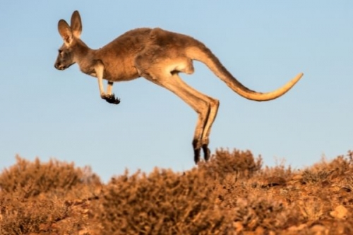 10 loài động vật nhảy xa nhất thế giới
