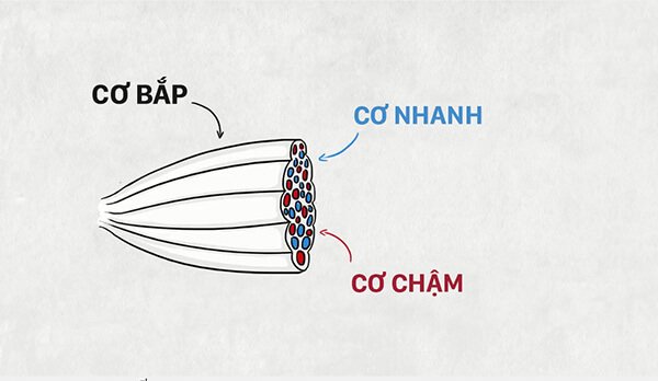 kiến thức chạy bộ, tại sao người chạy bộ đường dài và chạy nước rút trông rất khác nhau ?