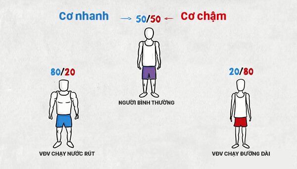 kiến thức chạy bộ, tại sao người chạy bộ đường dài và chạy nước rút trông rất khác nhau ?