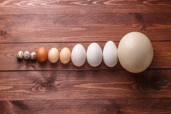 kiến thức thể hình, thành phần dinh dưỡng, so sánh thành phần dinh dưỡng của trứng gà, trứng vịt….