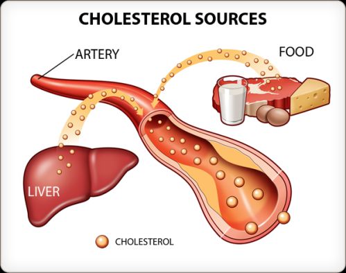 kiến thức thể hình, tập thể hình, cholesterol là gì ? phân biệt hdl cholesterol và ldl cholesterol