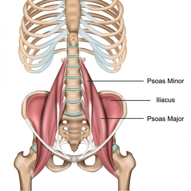 kiến thức thể hình, thắc mắc thể hình, thể hình nam, thể hình nữ, 8 bài giãn cơ psoas, giúp giảm đau lưng do ngồi nhiều