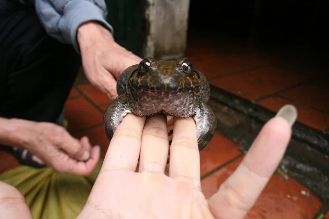 consumers, huong frog, lang son province, this type of frog is a specialty of lang son province, the price is 10 times higher than the copper frog, which is always sought after by consumers.