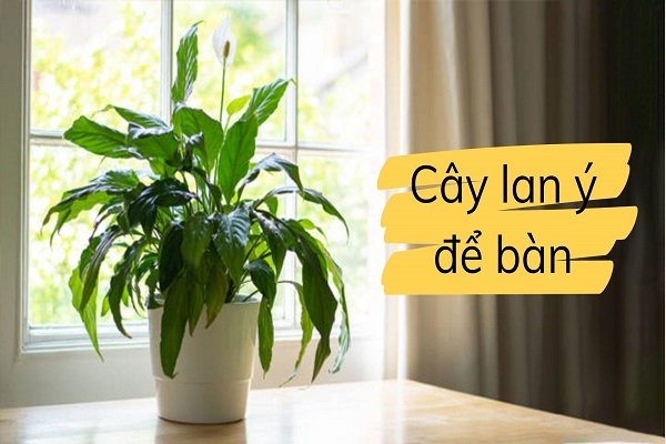 Cây lan ý hợp mệnh gì? Tuổi gì? Cây có độc không