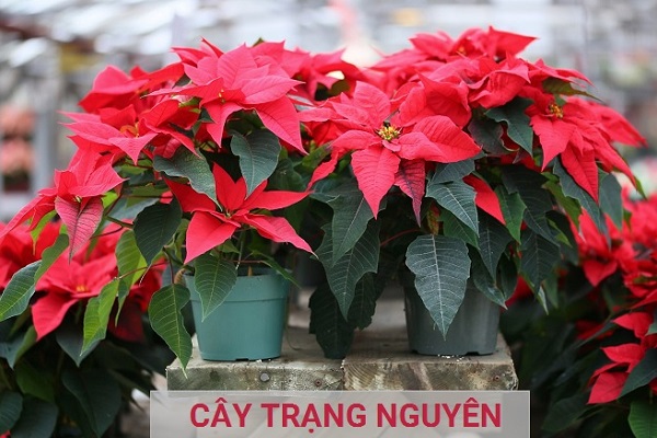 Cây trạng nguyên hợp mệnh gì? Tuổi gì? Cây có độc không