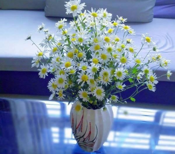 Ý nghĩa của hoa cúc họa mi thể hiện sự tươi vui và hạnh phúc. Loài hoa này thường được sử dụng để tặng cho những người mình yêu thương trong các dịp lễ, sinh nhật hay quà tặng. Hãy tìm hiểu thêm đặc điểm và ý nghĩa của hoa cúc họa mi để có thêm những lựa chọn tuyệt vời cho quà tặng của bạn.