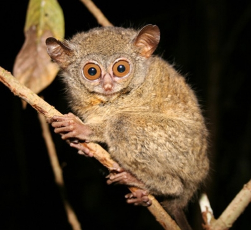 15 loài động vật sống về đêm đẹp nhất thế giới