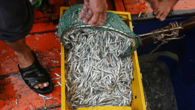 anchovy season, quang binh tourism, the abundance of anchovies in quang binh