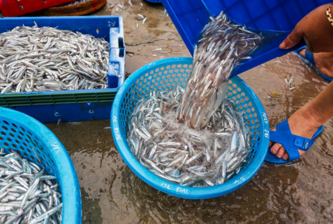 anchovy season, quang binh tourism, the abundance of anchovies in quang binh