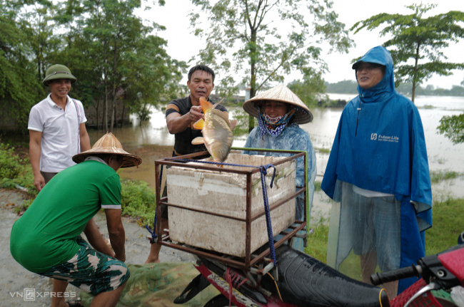 fishing in flood season, hanoi, catching fish in the middle of the flood water