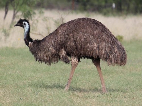 10 loài chim lớn nhất thế giới có thể bạn chưa biết