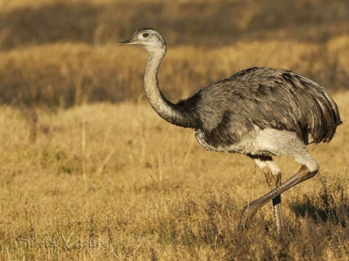10 loài chim lớn nhất thế giới có thể bạn chưa biết
