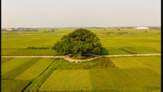 bac ninh, check-in, mangifera foetida lour, muom tree, discover the super-beautiful check-in point at the more than 600-year-old mangifera foetida lour tree in bac ninh