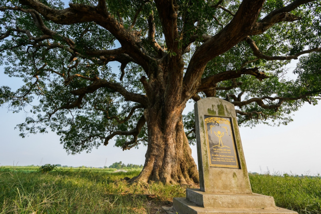 bac ninh, check-in, mangifera foetida lour, muom tree, discover the super-beautiful check-in point at the more than 600-year-old mangifera foetida lour tree in bac ninh