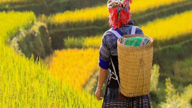 blind port comb, costs, food, ripe rice season, terraced fields, travelling, going to mu cang chai to ‘hunt’ ripe rice at a cost of nearly 200$/person