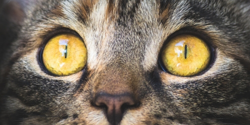 16 loài động vật có đôi mắt độc đáo nhất thế giới