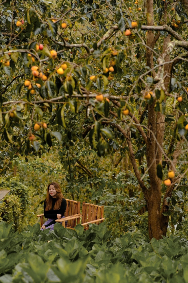 da lat pink, 5 fruit-laden persimmon gardens in da lat that are both beautiful and satisfying to eat on the spot are waiting for you to visit