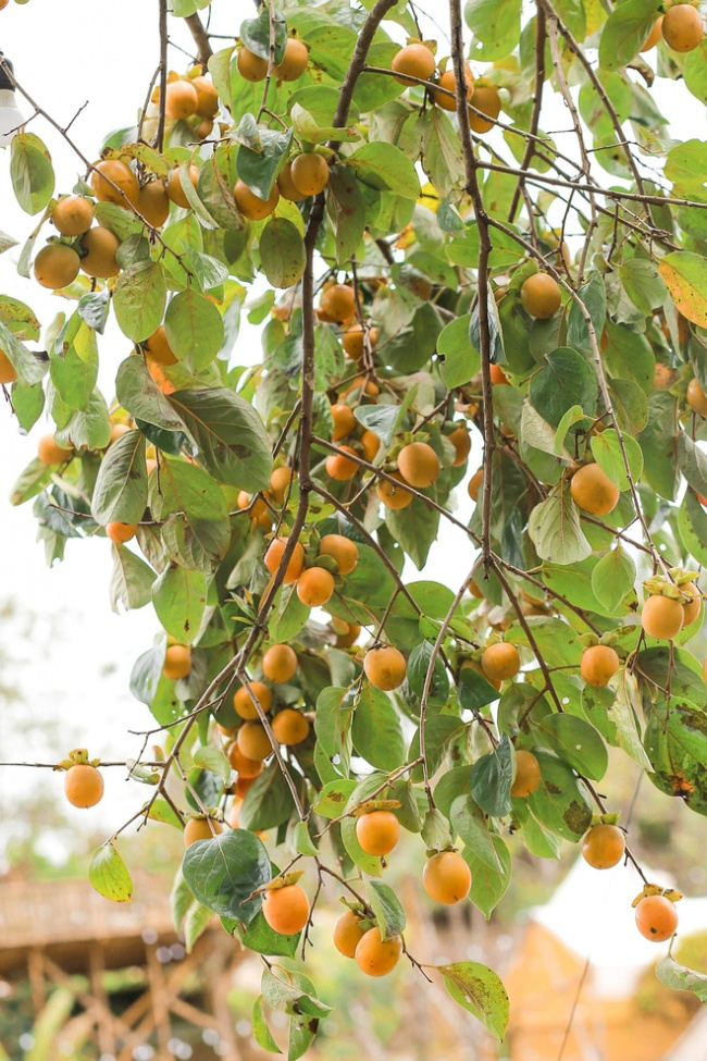 da lat pink, 5 fruit-laden persimmon gardens in da lat that are both beautiful and satisfying to eat on the spot are waiting for you to visit
