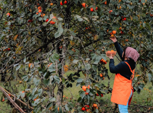 dalat fruit season, experience, persimmon season, specialty, wild sunflowers, countless reasons to prepare warm clothes so as not to miss the weather and fruit season of dalat at the end of this year