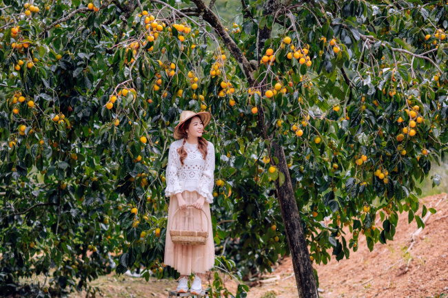 dalat fruit season, experience, persimmon season, specialty, wild sunflowers, countless reasons to prepare warm clothes so as not to miss the weather and fruit season of dalat at the end of this year