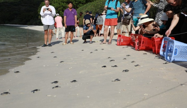beautiful beaches, con dao travel, experience, explore, sea turtles lay eggs, unique tourism in con dao during the sea turtle spawning season