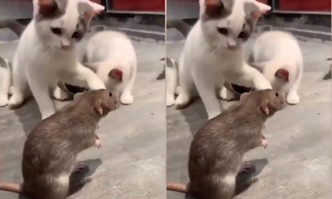 Chuột no đòn vì ra oai với mèo