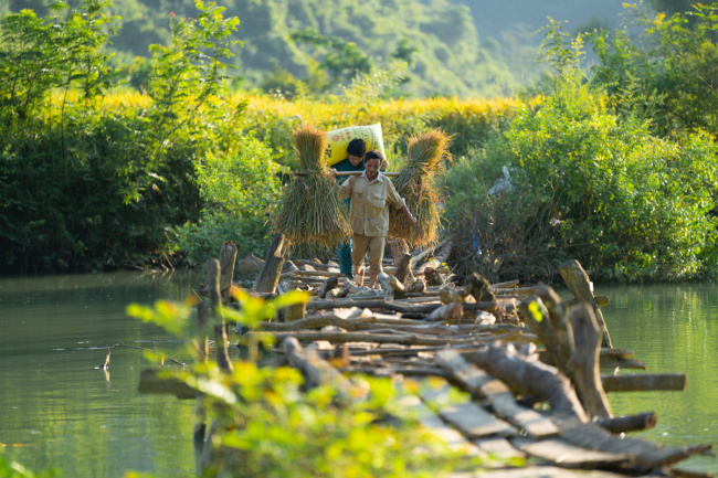 ban gioc waterfall, cao bang tourism, que son, que son river, ripe rice season, yellow autumn, four golden season destinations in cao bang