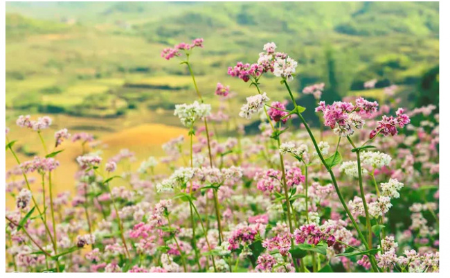cost, experience, go to ha giang, triangle circuit, visitors, planning to go to ha giang to see buckwheat flowers at a cost of 150$