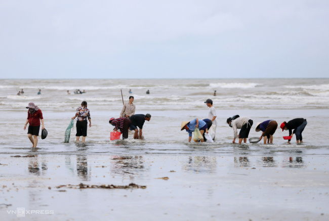 ha tinh, scallops, typhoon noru, rushing to the sea to pick up shells