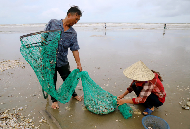 ha tinh, scallops, typhoon noru, rushing to the sea to pick up shells