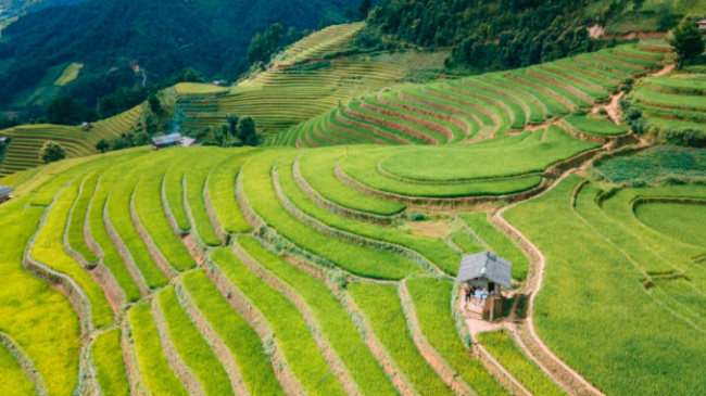 fuji, mu cang chai, northwest, palace of the danes, rainbow mountain, raspberry, raspberry hill, sticky rice, terraced fields, raspberry hill is ‘irresistibly beautiful’ in mu cang chai, not everyone knows