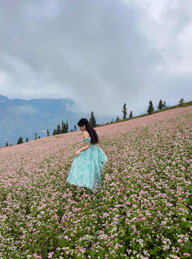 camping, circuit triangle, ha giang, moc chau, travel, not only in ha giang, but 3 locations also have buckwheat flowers blooming so beautifully