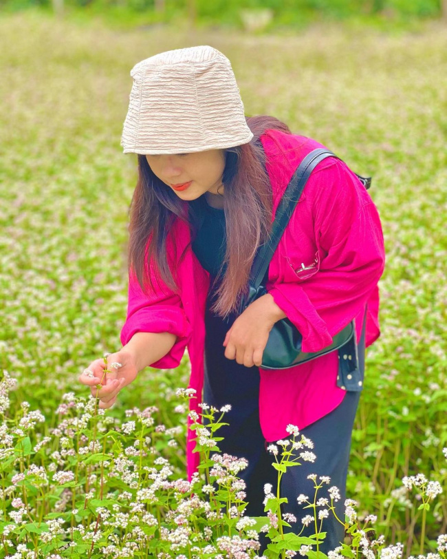 camping, circuit triangle, ha giang, moc chau, travel, not only in ha giang, but 3 locations also have buckwheat flowers blooming so beautifully